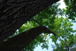 Trees in Brazil.