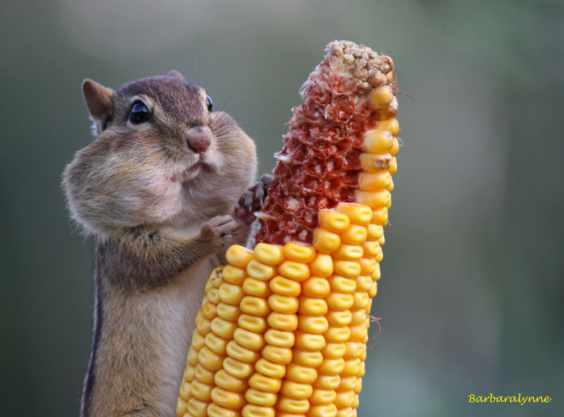 Chipmunk with Corn on the Cob.