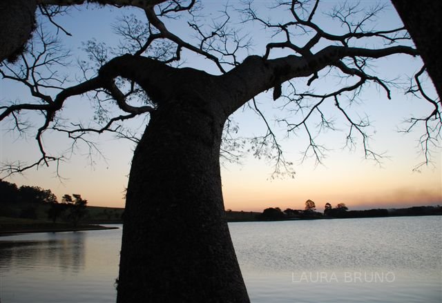 Tree Silhouette