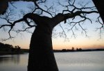 Tree Silhouette