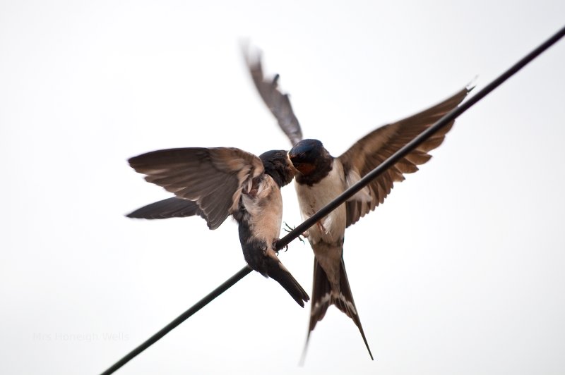 Swallows