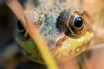 Frog Eyes from Canada.