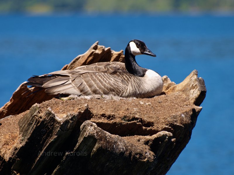 Canadian Goose.  Lake Crescent, Olympic Peninsula, Washington.