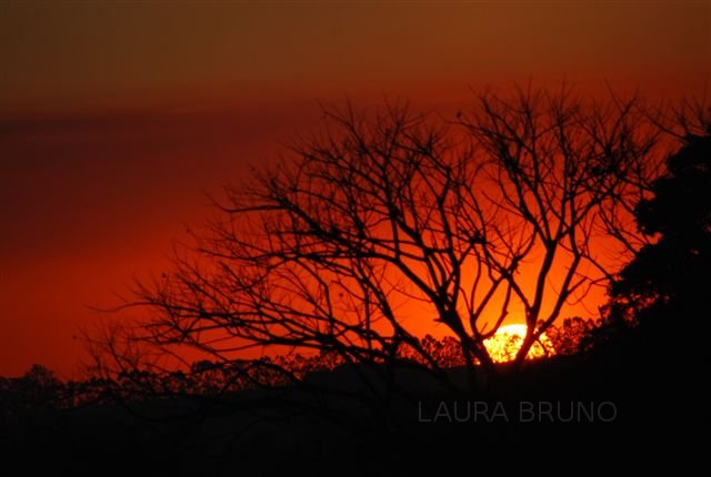 Sun sets behind a tree.