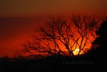 Sun sets behind a tree.