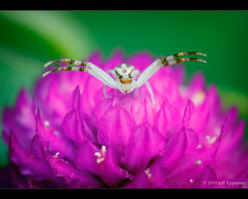 Crab spider on a pretty flower in Forest City, North Carolina.