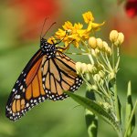 Monarch Butterfly, Chicago, IL.