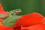 Pacific Tree Frog on a Flower at Vancouver, Washington."