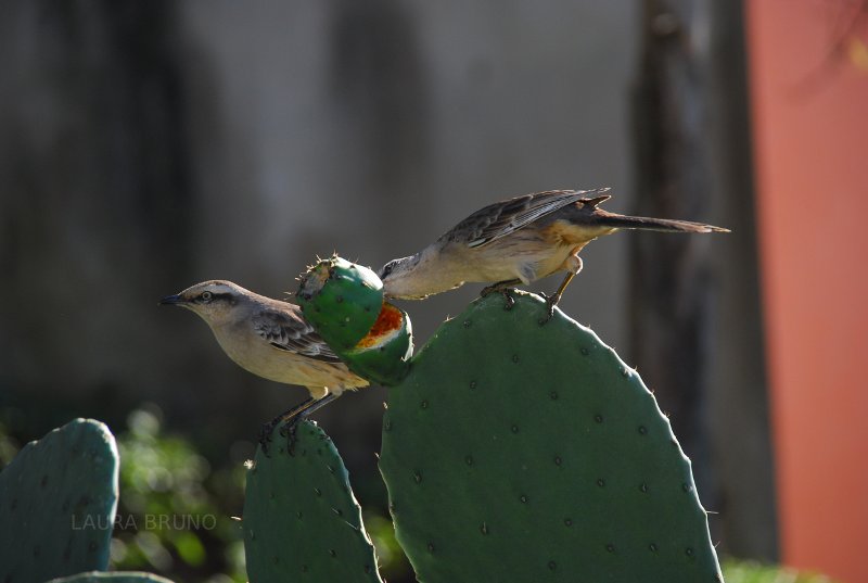 Birds on a cactus.