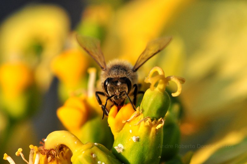 Bee and pollen.