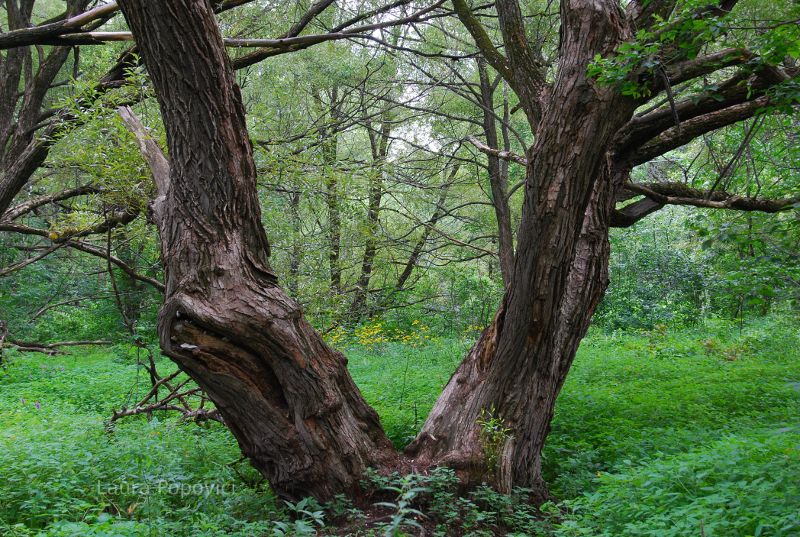 Tree in Quebec, Canada.