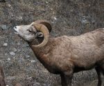 Bighorn Sheep in Montana.