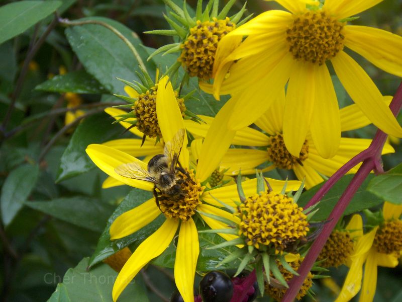 Bee on a flower in Presque Isle, PA