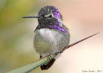 Hummingbird in Arizona.  