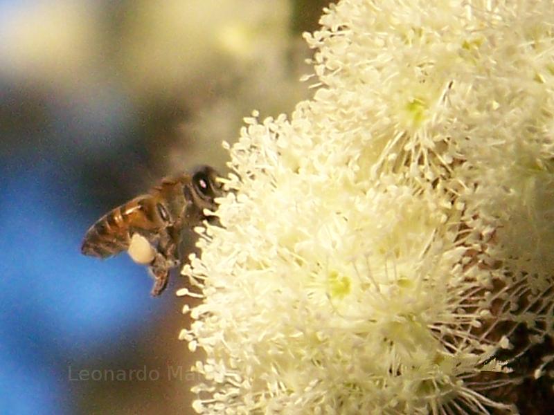 Bee on a Jabuticaba tree in Brazil.