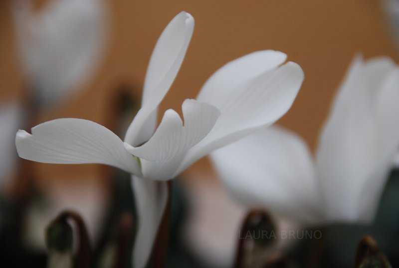 White flower petals