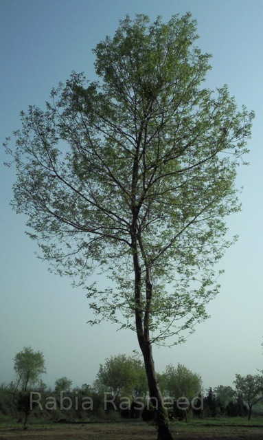 Tree in Islamabad, Pakistan.