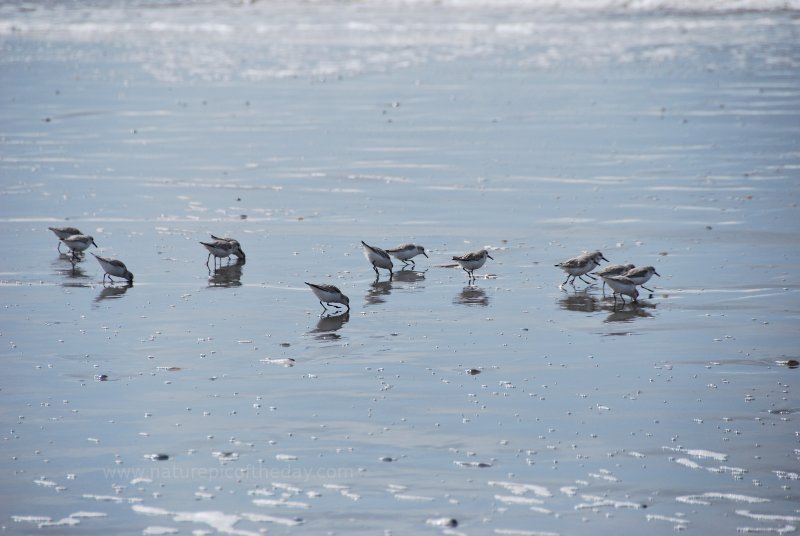 Sandpipers