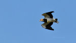 southern lapwing in brazil.