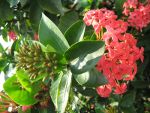 Flowers in Selangor, Malaysia.