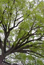 JEQUITIBA Tree in Brazil