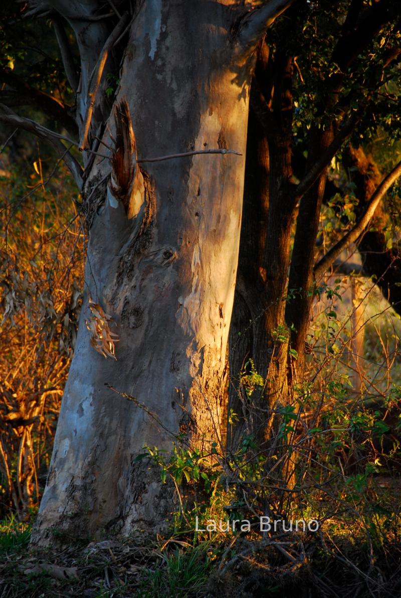 Beautiful Brazilian tree.  Brazil.