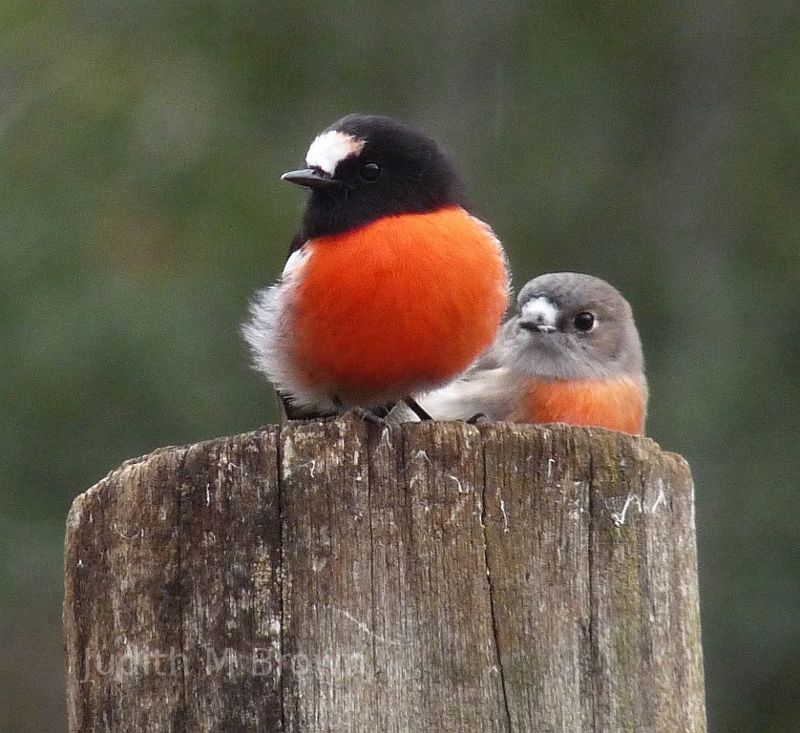 Robins in North Motton, Tasmania, Australia