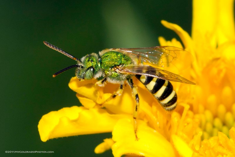 Bees on a flower.