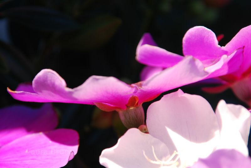 Pretty pink flower.