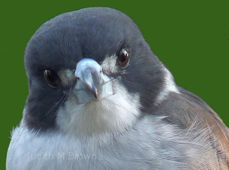 Bird in Victoria, Australia