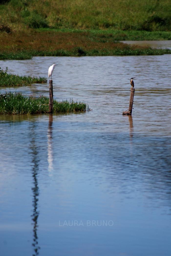 White bird on a post in the water.