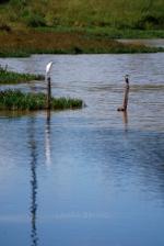 White bird on a post in the water.