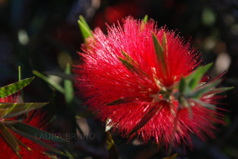 Pretty red foliage in Brazil.