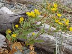 Flowers on Vancouver Island, British Columbia