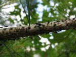 Ant and aphids on a branch.