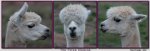 Funny alpacas posing.