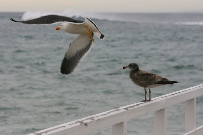 Pacific Gulls