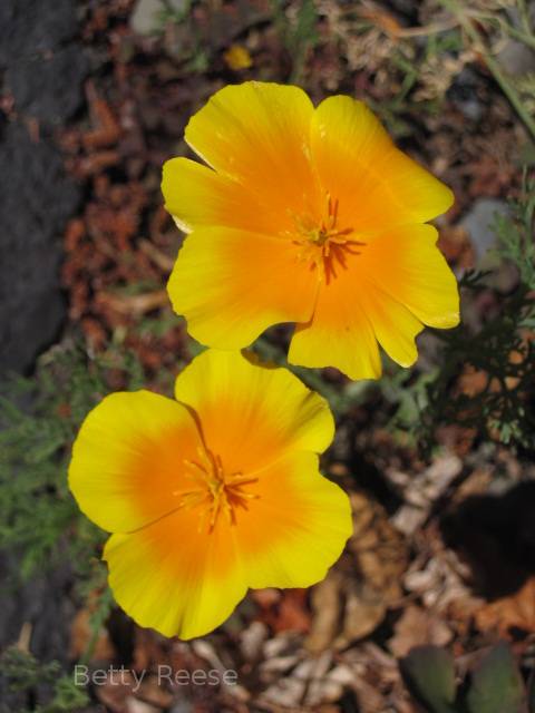 Pretty California Poppy