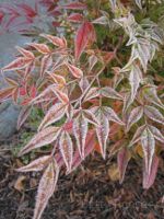 Frost on the leaves of Heavenly Bamboo