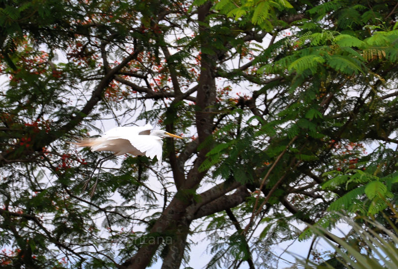 Heron in Brazil