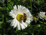 Bee on a flower.