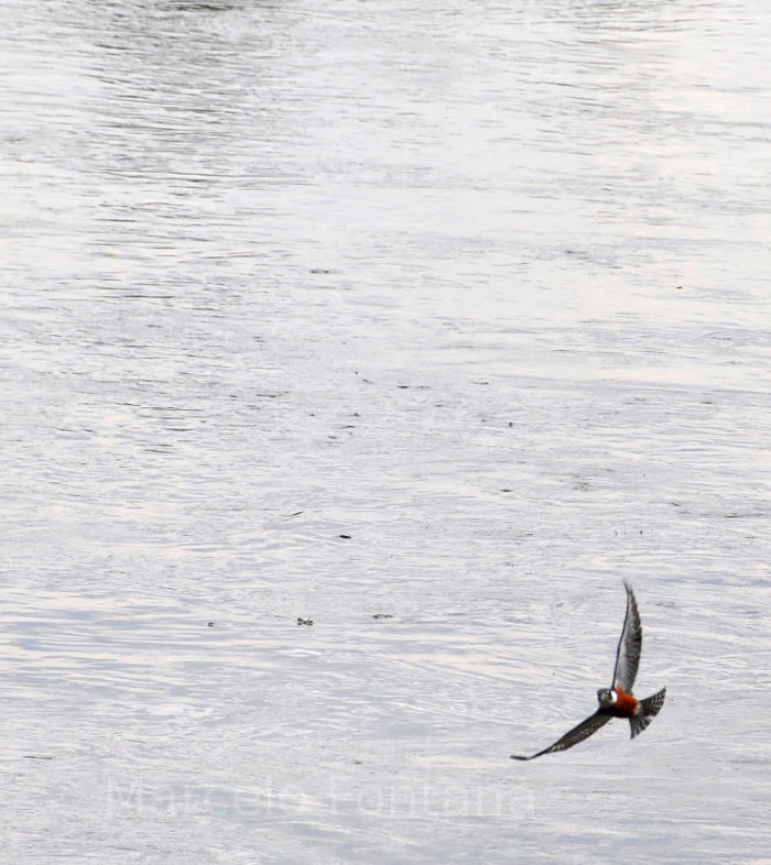 Bird in Brazil