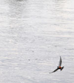 Bird in Brazil