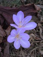 Autumn crocus in British Columbia