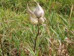 Milkweed and Silkweed