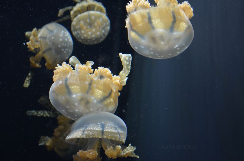 Jellyfish in an aquarium