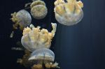 Jellyfish in an aquarium