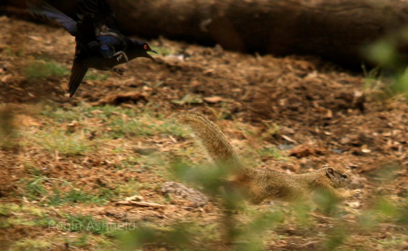 Starling chasing a squirrel