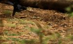 Starling chasing a squirrel