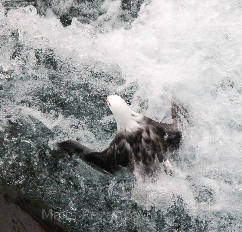 Seagull in an Icelandic river